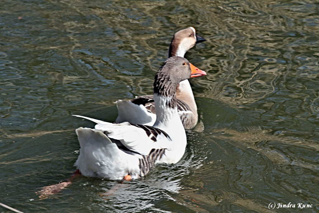 IMG_6161